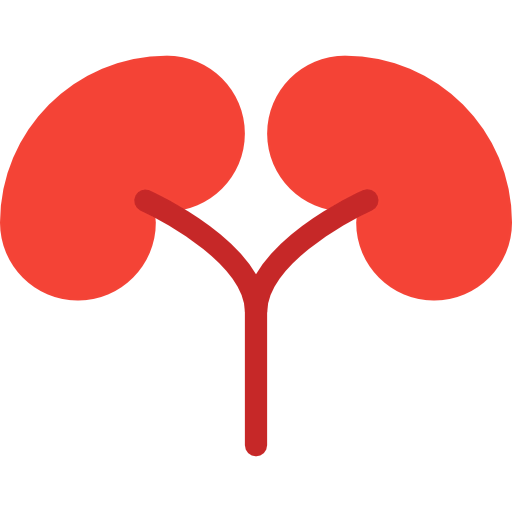 Kidneys icon