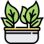 Kale icon 64x64