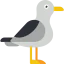 Seagull icon 64x64