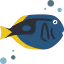 Surgeon fish icon 64x64