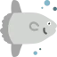 Sunfish icon 64x64