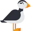Puffin icon 64x64