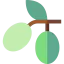 Olive icon 64x64