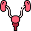 Prostate ícono 64x64