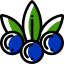 Blueberry icon 64x64