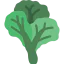 Cabbage Ikona 64x64