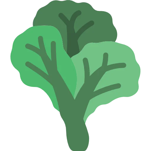Cabbage icon