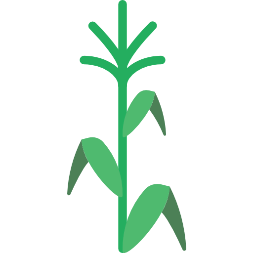 Corn icon