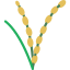 Rice icon 64x64