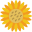Sunflower icon 64x64