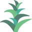 Bromeliaceae icon 64x64