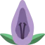 Acanthaceae icon 64x64