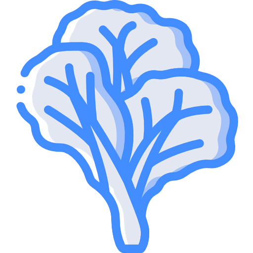 Cabbage icon
