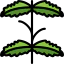Mint icon 64x64