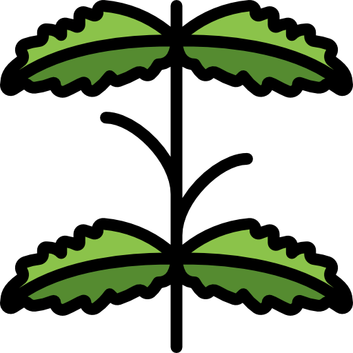 Mint Symbol