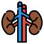 Kidneys icon 64x64