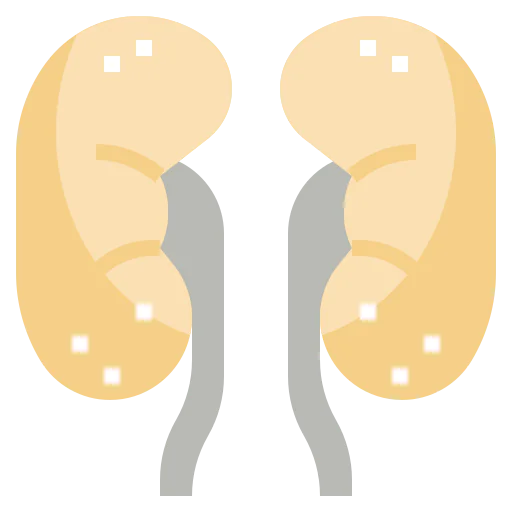 Kidneys icon