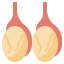 Testicles icon 64x64