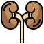 Kidneys Symbol 64x64