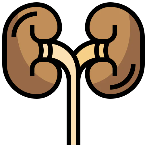 Kidneys icon