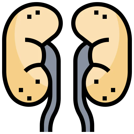 Kidneys icon