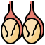 Testicles icon 64x64
