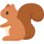 Squirrel icon 64x64