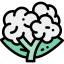 Cauliflower icon 64x64