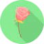 Rose icon 64x64