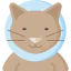 Cat icon 64x64