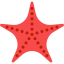 Starfish Symbol 64x64