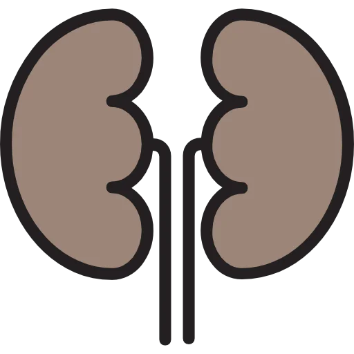 Kidneys icon