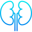 Kidneys Symbol 64x64