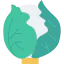 Cauliflower icon 64x64