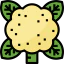 Cauliflower アイコン 64x64
