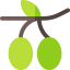 Olive icon 64x64