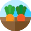 Carrots icon 64x64