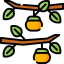 Persimmon 상 64x64