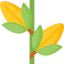 Corn icon 64x64
