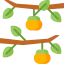 Persimmon 상 64x64