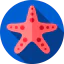 Starfish icon 64x64