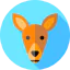 Kangaroo icon 64x64