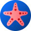 Starfish icon 64x64