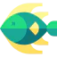 Angelfish icon 64x64