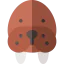 Walrus icon 64x64