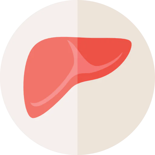 Liver icon