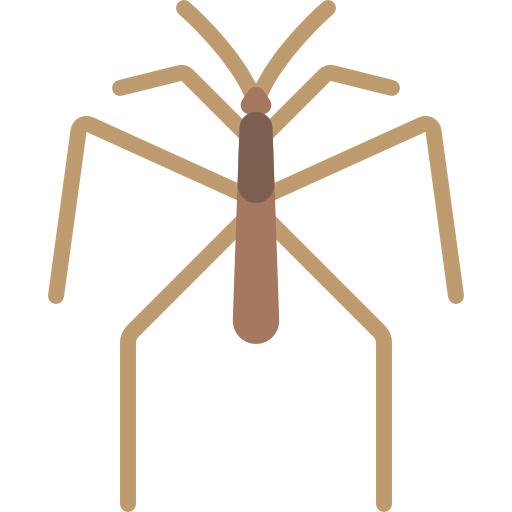 Spider icon