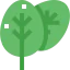 Spinach biểu tượng 64x64