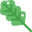 Kale icon 64x64