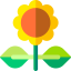 Sunflower icon 64x64